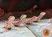 Red monster/ zero baby bearded dragons ready to go!