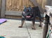 Looking for his forever home