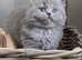 Stunning GCCF lilac British Longhair
