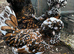 Polish Bantam Frizzle & Smooth Chicks & Eggs