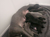 Staffordshire Bull Terrier Puppies