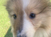 Rough collie lassie puppies