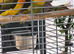 Pair of Fischers Lovebirds