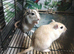 Baby gerbil available