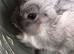 Male and female bunny's
