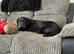 7 month old Labrador