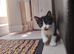 3 beautiful kittens for sale. 2 males 1 female left.