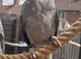 Hand reared ringneck