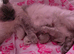 2 x ragdoll kittens