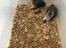 Selling handreared baby African grey