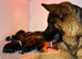Male GSDS ready tomorrow!
