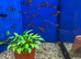 Red Phantom Tetra (Megalamphodus sweglesi)