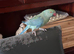 Blue and green Indian ring neck