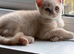 Beautiful Scottish Fold/Straight kittens