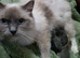 two beautiful ragdoll sisters £120EA