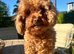ABSOLUTELY GORGEOUS TINY BLACK TOY POODLE BOY PUPPY