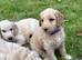 Golden doodle puppies looking for a family home from 5th July ️