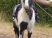 Sweet Natured Cob mare