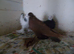 I HAVE SOME PIGEONS FOR SALE..