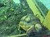 6 month old Sulcata and set up