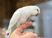 Quaker parrot