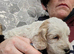 Gorgeous Cockapoo puppies