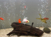 Fancy goldfish