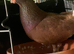 Fancy pigeons