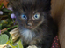Fluffy kittens