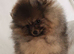 *Beautiful pedegre pomeranian pup*