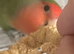 Beautiful semi tame lovebird a male