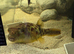 CROSS RIVER PUFFERFISH