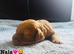 COCKAPOO PUPPIES LOOKING FOR A FOREVER HOME