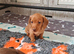 Exceptional tiny miniature dachshunds puppies