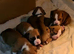 Old Tyme English bulldog cross boxer puppies
