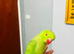 Tame Ringneck parrot for sale baby