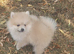 Adorable pomeranian puppies