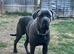 Ikc cane corso stud
