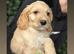 Cockapoo puppies