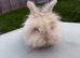 Angora mini lion lop mixed breed