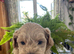 Adorable Maltipoo puppies