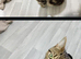Bueno boy bengal