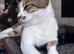 Tabby x needs loving home