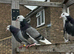 Pigeons for sale
