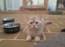 Beautiful Blue British shorthair kittens