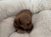 Chorkie pups