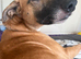 Dog needs rehoming