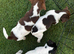 Jack Russell puppies for sale