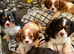 Chocolate cavalier king charles spaniel puppies