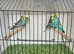 Male budgies available